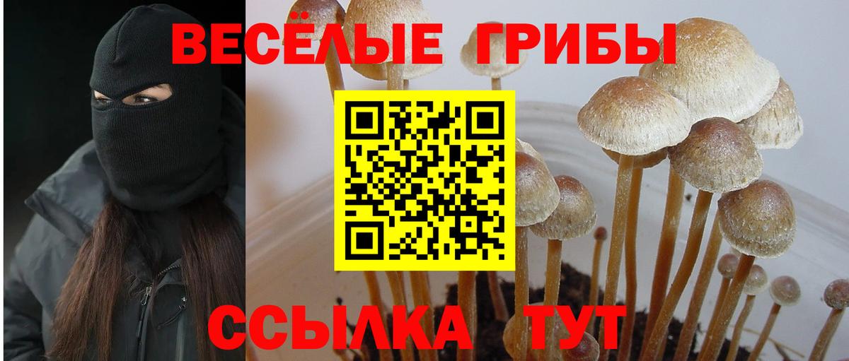 Псилоцибиновые грибы прущие грибы  Вход с VPN  Саяногорск  Псилоцибиновые грибы прущие грибы 